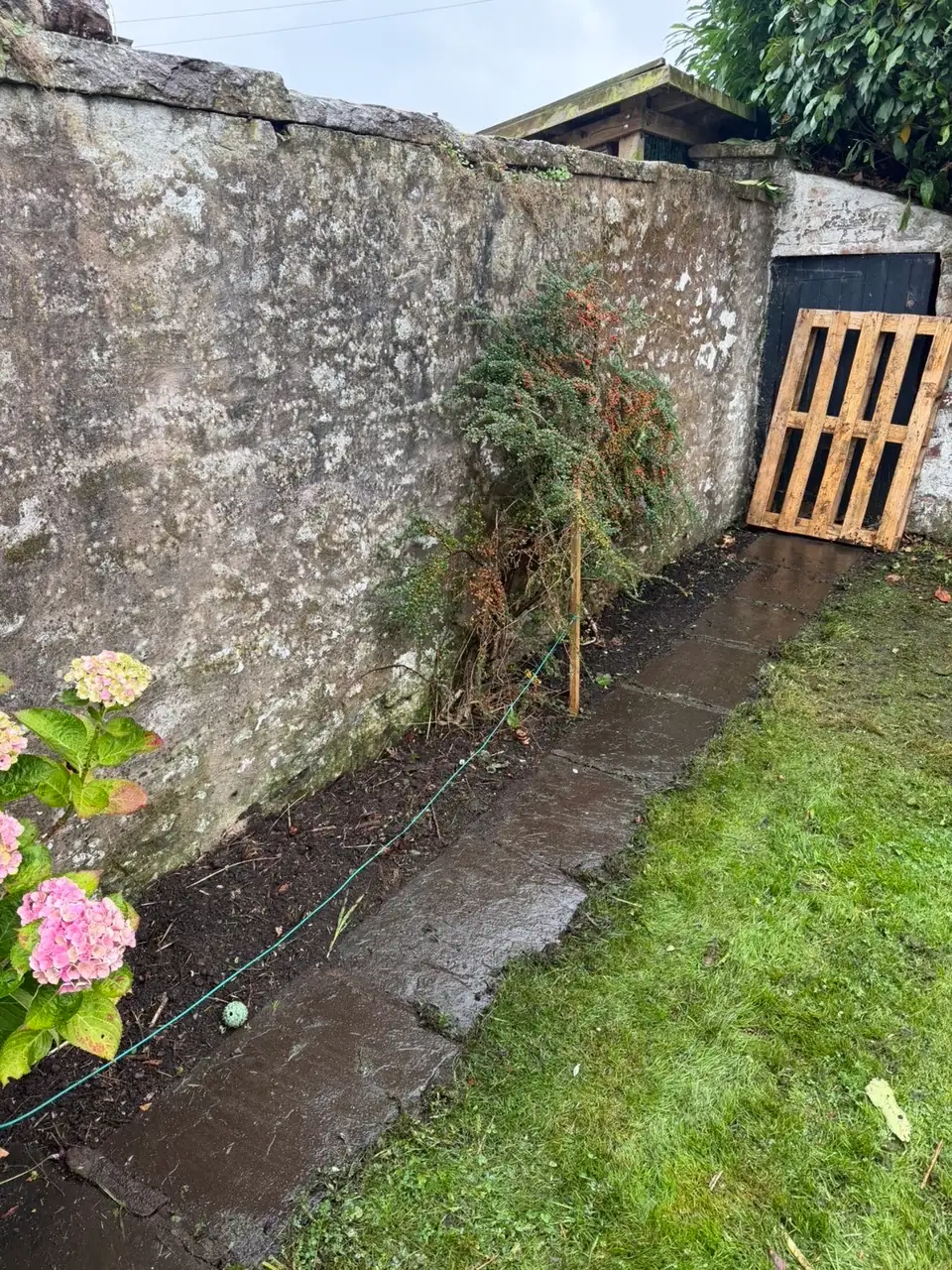 Conifer at the garden wall before removal in Lochmaben